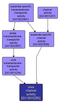 GO:0015265 - urea channel activity (interactive image map)