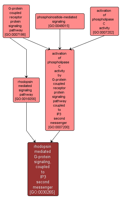 GO:0030265 - rhodopsin mediated G-protein signaling, coupled to IP3 second messenger (interactive image map)