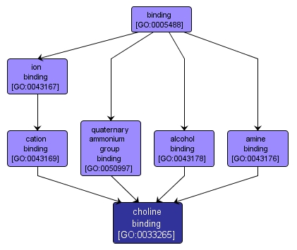 GO:0033265 - choline binding (interactive image map)
