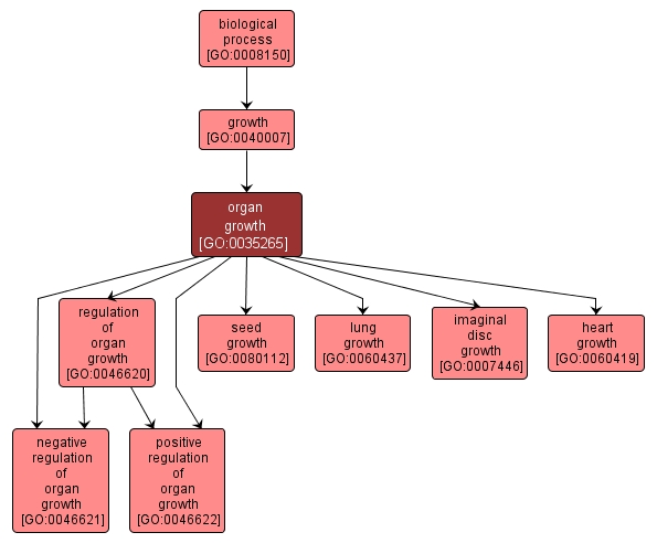 GO:0035265 - organ growth (interactive image map)