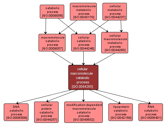 GO:0044265 - cellular macromolecule catabolic process (interactive image map)