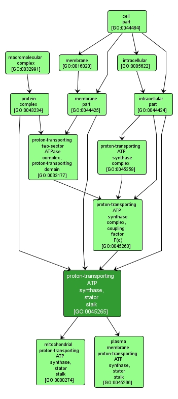 GO:0045265 - proton-transporting ATP synthase, stator stalk (interactive image map)