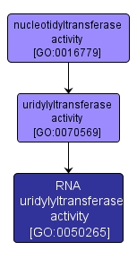 GO:0050265 - RNA uridylyltransferase activity (interactive image map)