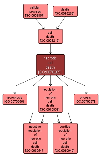 GO:0070265 - necrotic cell death (interactive image map)