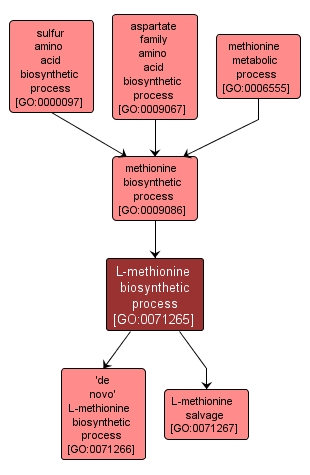 GO:0071265 - L-methionine biosynthetic process (interactive image map)