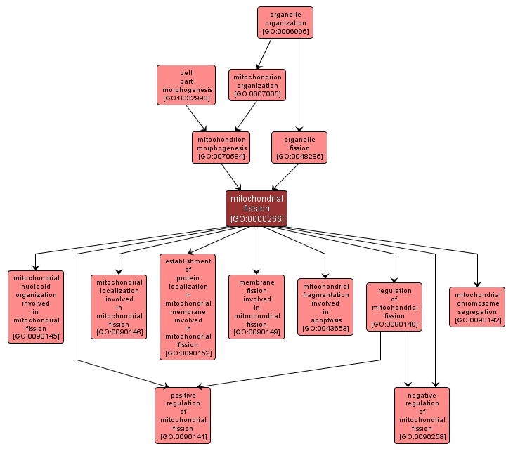 GO:0000266 - mitochondrial fission (interactive image map)