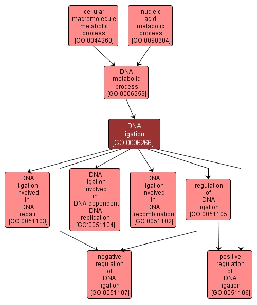 GO:0006266 - DNA ligation (interactive image map)