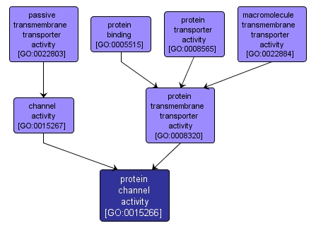 GO:0015266 - protein channel activity (interactive image map)
