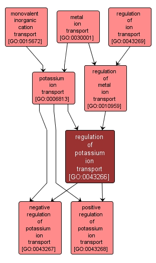 GO:0043266 - regulation of potassium ion transport (interactive image map)