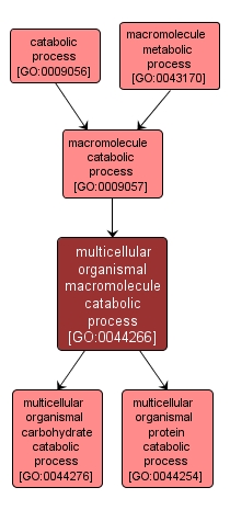 GO:0044266 - multicellular organismal macromolecule catabolic process (interactive image map)