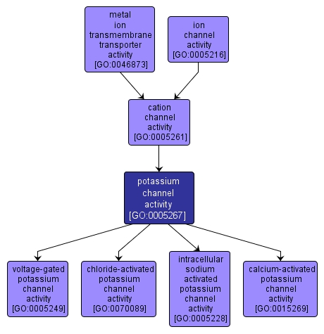 GO:0005267 - potassium channel activity (interactive image map)