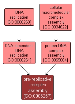 GO:0006267 - pre-replicative complex assembly (interactive image map)