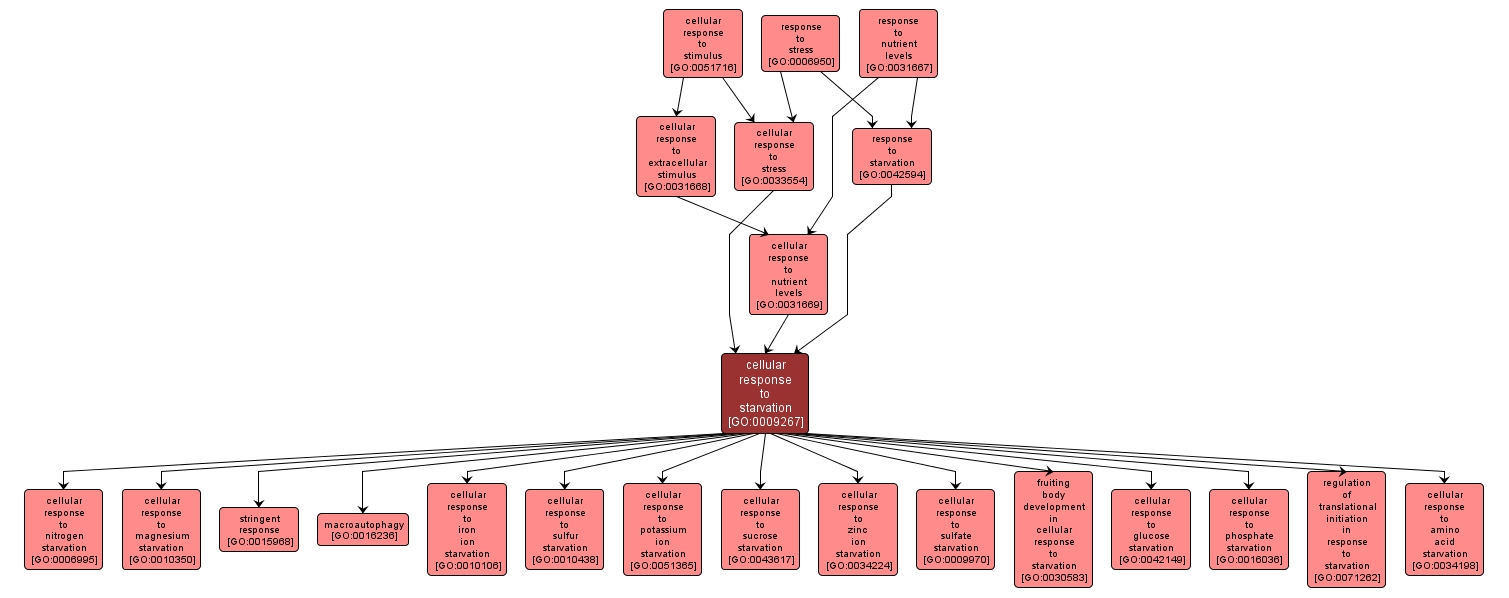 GO:0009267 - cellular response to starvation (interactive image map)