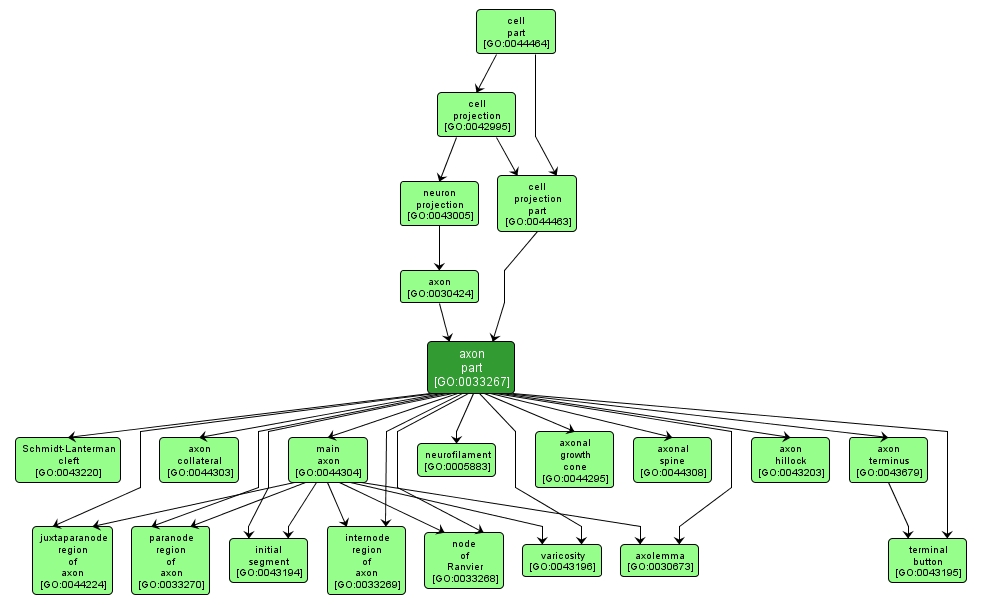 GO:0033267 - axon part (interactive image map)