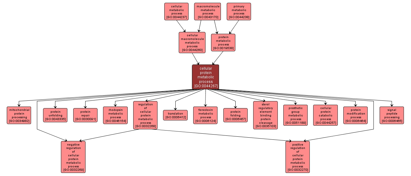 GO:0044267 - cellular protein metabolic process (interactive image map)