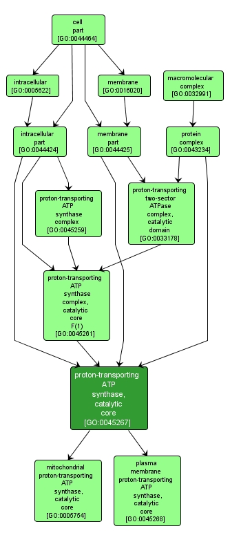 GO:0045267 - proton-transporting ATP synthase, catalytic core (interactive image map)