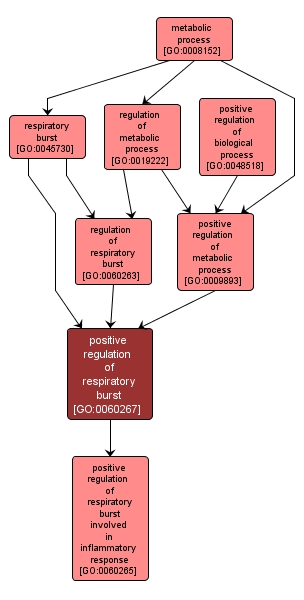 GO:0060267 - positive regulation of respiratory burst (interactive image map)