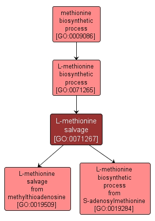 GO:0071267 - L-methionine salvage (interactive image map)