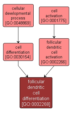 GO:0002268 - follicular dendritic cell differentiation (interactive image map)