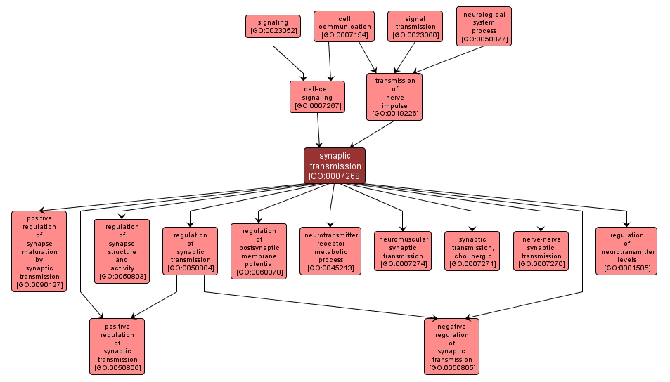 GO:0007268 - synaptic transmission (interactive image map)