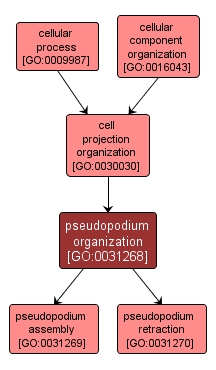 GO:0031268 - pseudopodium organization (interactive image map)