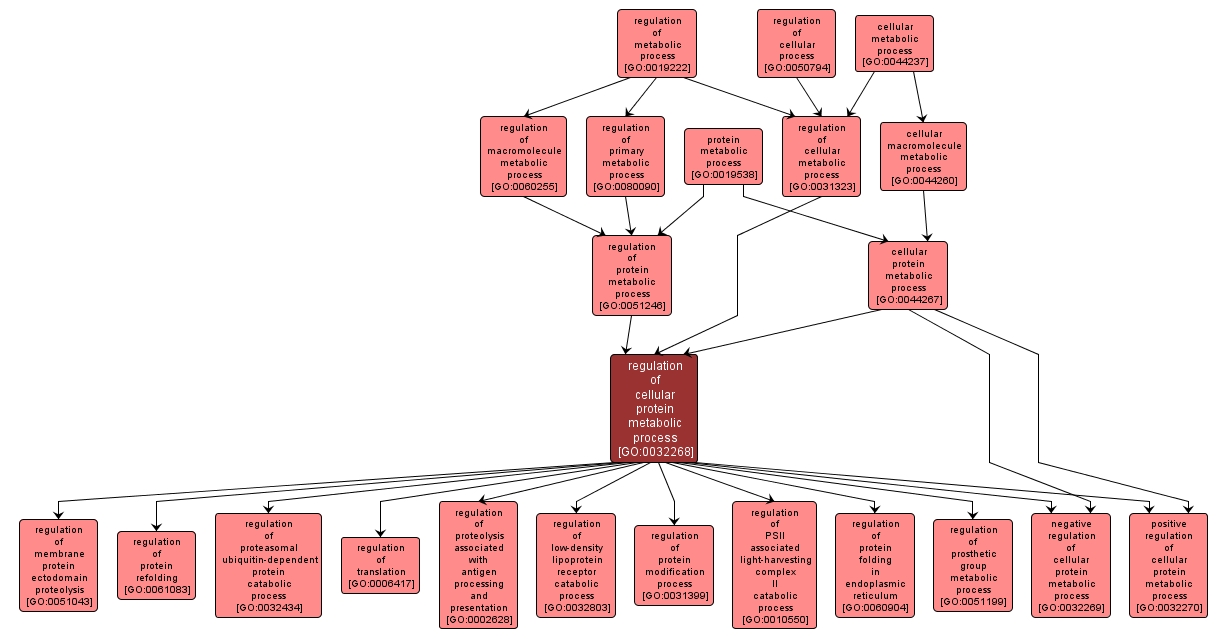 GO:0032268 - regulation of cellular protein metabolic process (interactive image map)