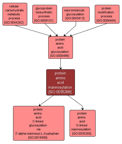 GO:0035268 - protein amino acid mannosylation (interactive image map)