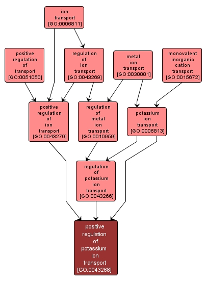 GO:0043268 - positive regulation of potassium ion transport (interactive image map)