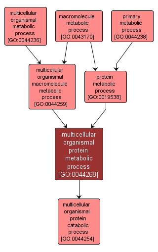 GO:0044268 - multicellular organismal protein metabolic process (interactive image map)