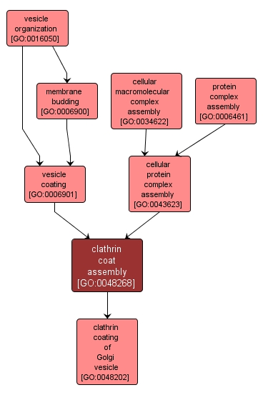 GO:0048268 - clathrin coat assembly (interactive image map)