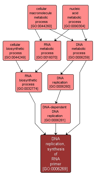 GO:0006269 - DNA replication, synthesis of RNA primer (interactive image map)