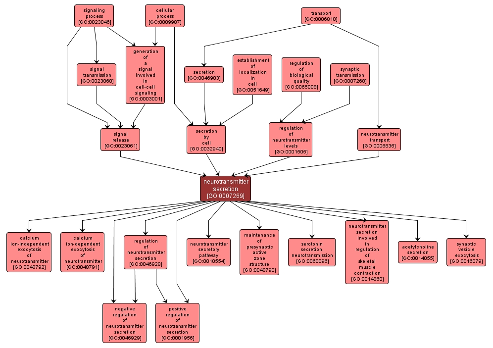 GO:0007269 - neurotransmitter secretion (interactive image map)