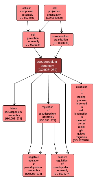 GO:0031269 - pseudopodium assembly (interactive image map)