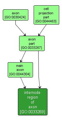 GO:0033269 - internode region of axon (interactive image map)