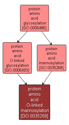 GO:0035269 - protein amino acid O-linked mannosylation (interactive image map)