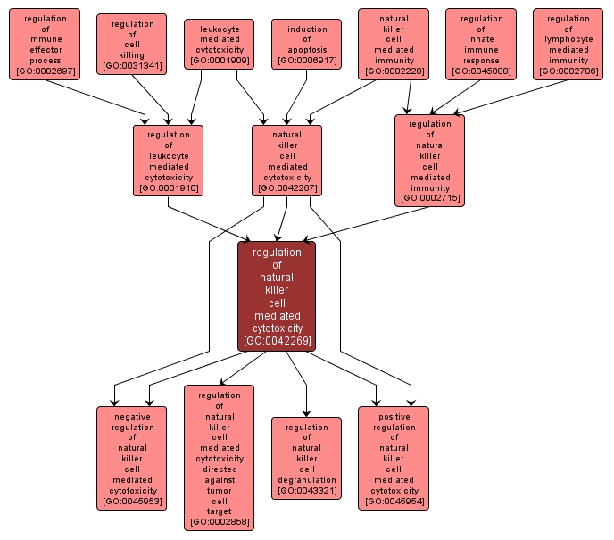 GO:0042269 - regulation of natural killer cell mediated cytotoxicity (interactive image map)