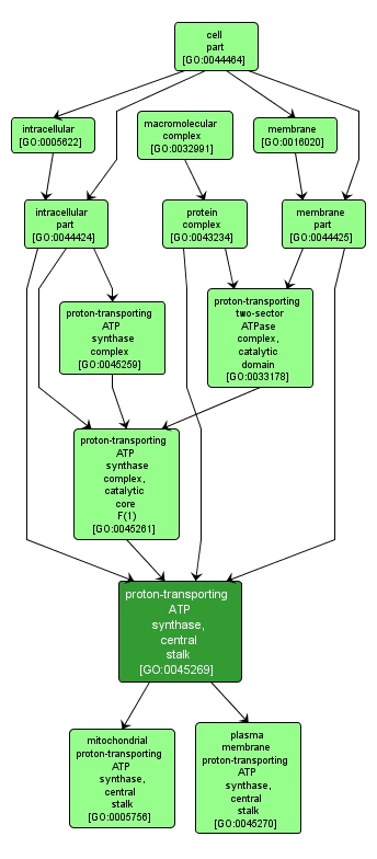 GO:0045269 - proton-transporting ATP synthase, central stalk (interactive image map)