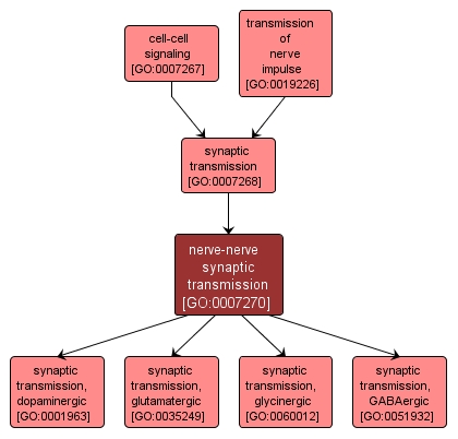 GO:0007270 - nerve-nerve synaptic transmission (interactive image map)