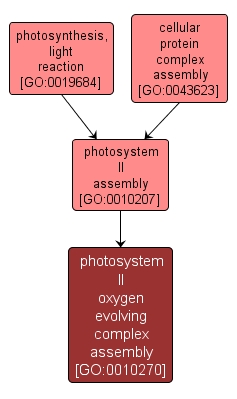 GO:0010270 - photosystem II oxygen evolving complex assembly (interactive image map)