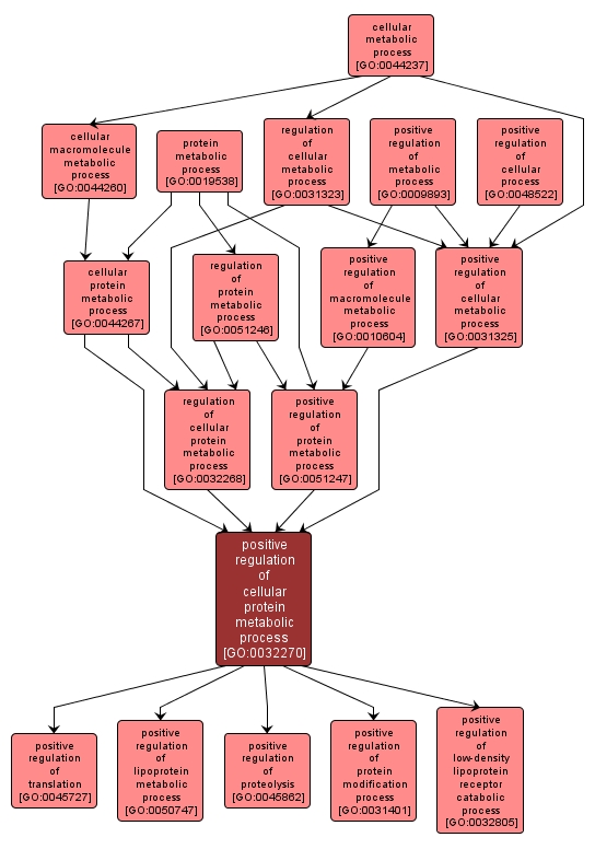 GO:0032270 - positive regulation of cellular protein metabolic process (interactive image map)