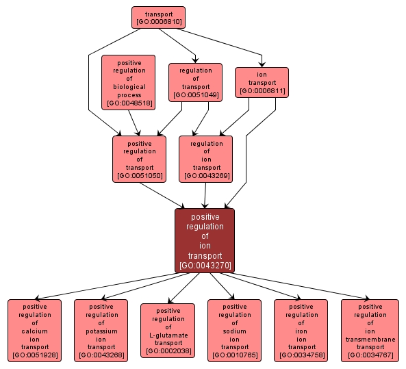 GO:0043270 - positive regulation of ion transport (interactive image map)