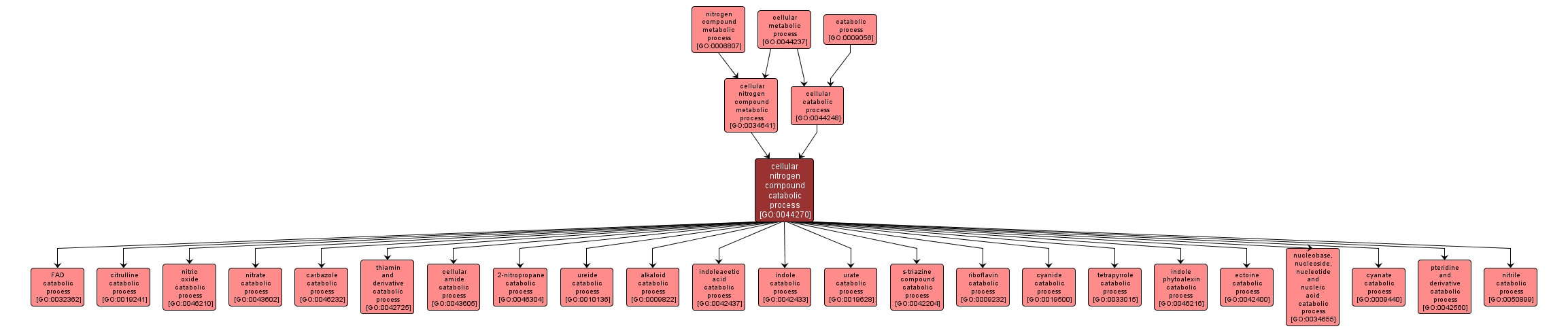 GO:0044270 - cellular nitrogen compound catabolic process (interactive image map)