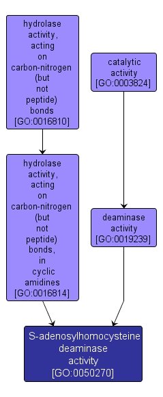 GO:0050270 - S-adenosylhomocysteine deaminase activity (interactive image map)
