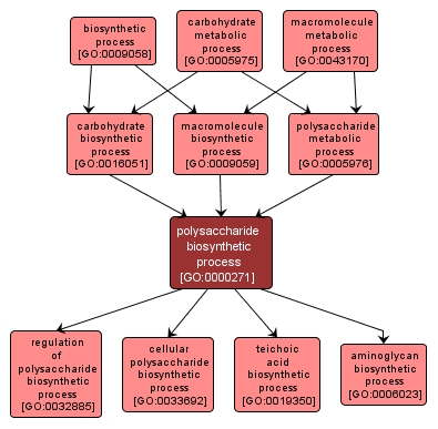 GO:0000271 - polysaccharide biosynthetic process (interactive image map)