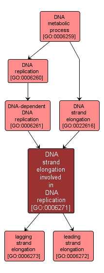 GO:0006271 - DNA strand elongation involved in DNA replication (interactive image map)
