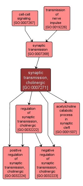 GO:0007271 - synaptic transmission, cholinergic (interactive image map)