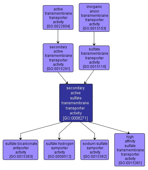 GO:0008271 - secondary active sulfate transmembrane transporter activity (interactive image map)