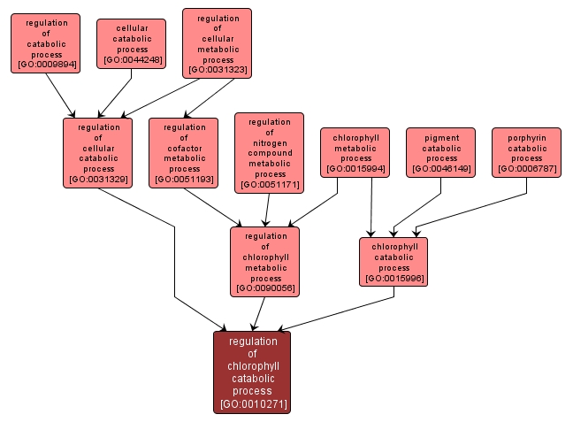 GO:0010271 - regulation of chlorophyll catabolic process (interactive image map)