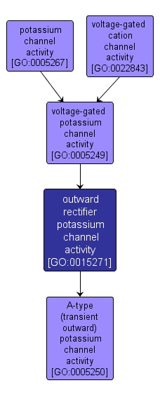 GO:0015271 - outward rectifier potassium channel activity (interactive image map)