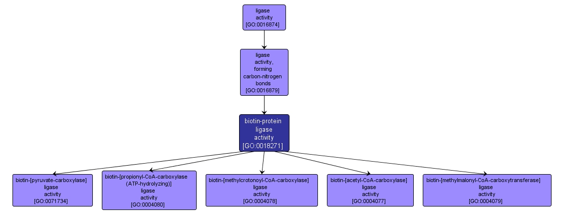 GO:0018271 - biotin-protein ligase activity (interactive image map)